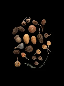 Sale Assorterte Naturlige Dekorasjoner Julepynt|Dekorasjon