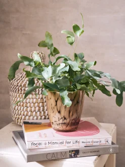 Outlet Blomsterpotte Vaser Og Potter