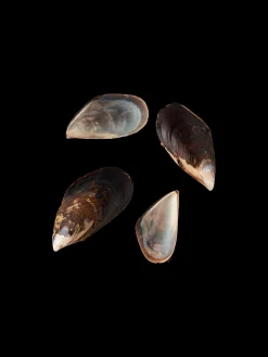 Outlet Blåskjell Dekorasjon