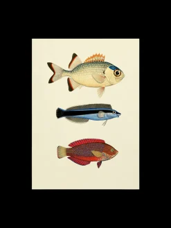 Plakat 50 X 70 Cm Rammer Og Plakater