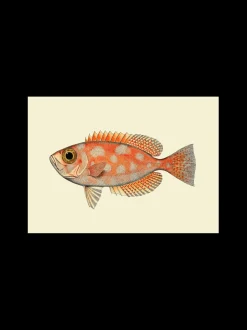 Online Plakat A3 Rammer Og Plakater