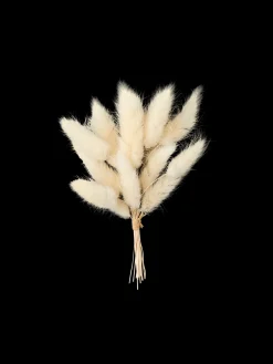 Tørket Haresvans For Hobbyprosjekter Dekorasjon